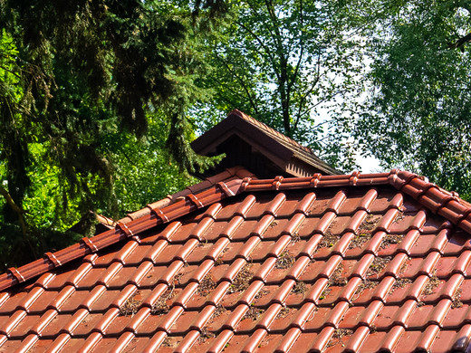 Lišajníky, machy a riasy - skrytá hrozba pre škridle v jesennom a zimnom období